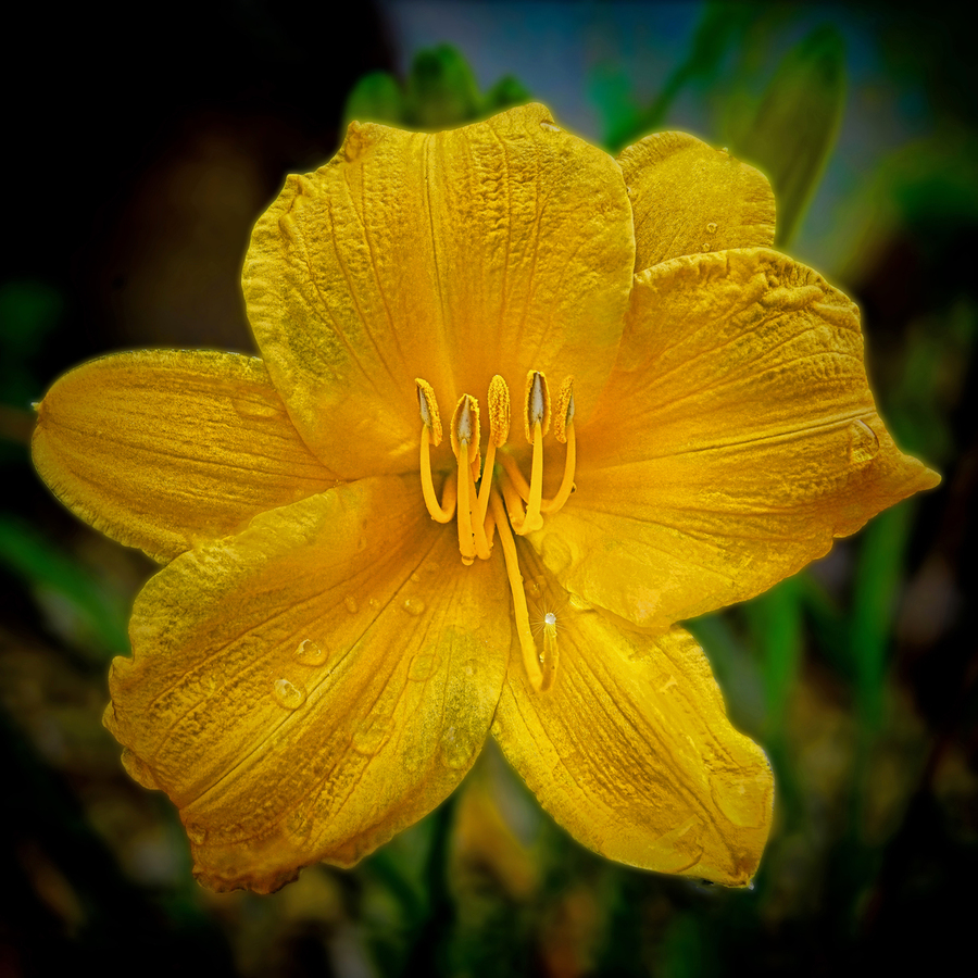 Yellow Day lily  Print