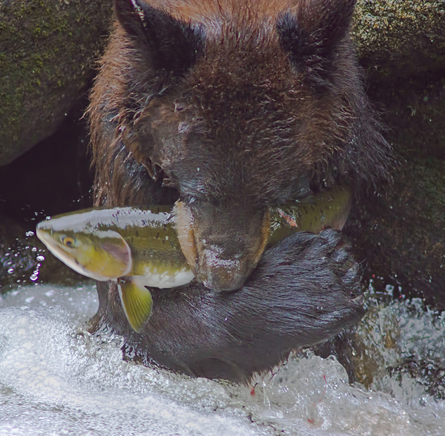 Bear greets Fish  Print