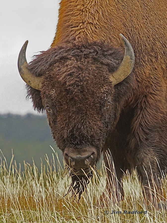 Bull bison  Print