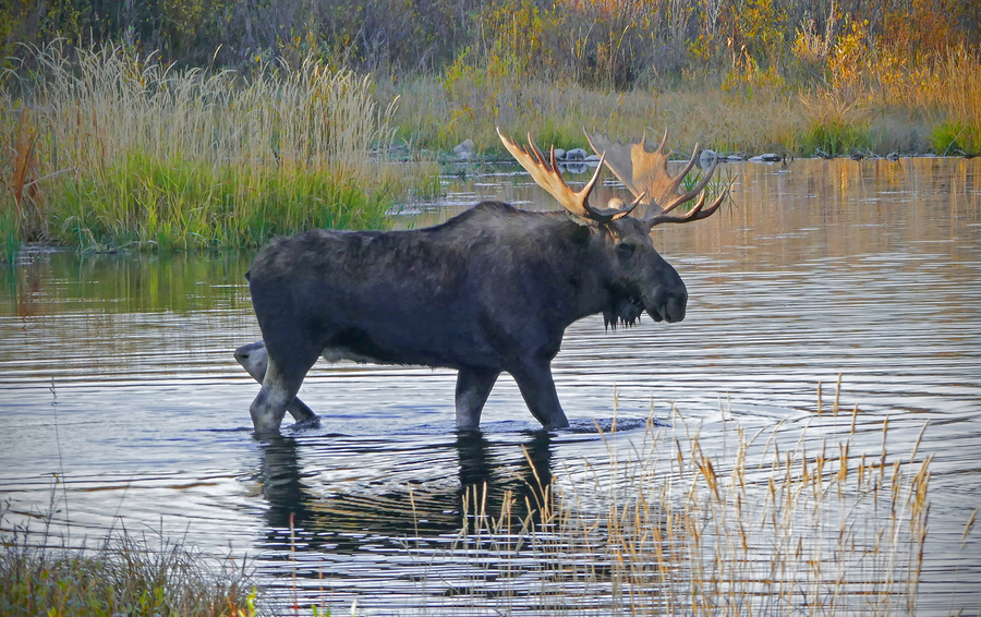 Bull moose in Wyoming  Print