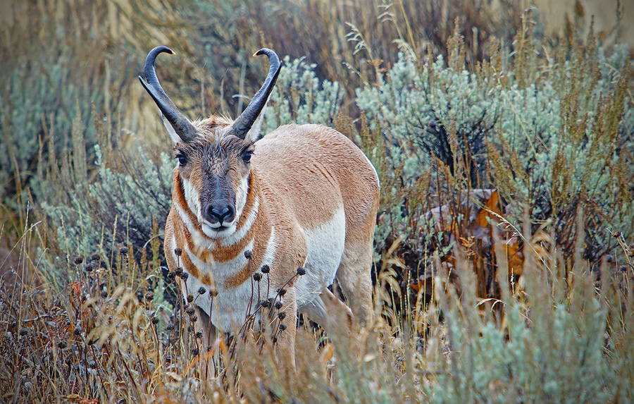 Pronghorn Antelope  Print