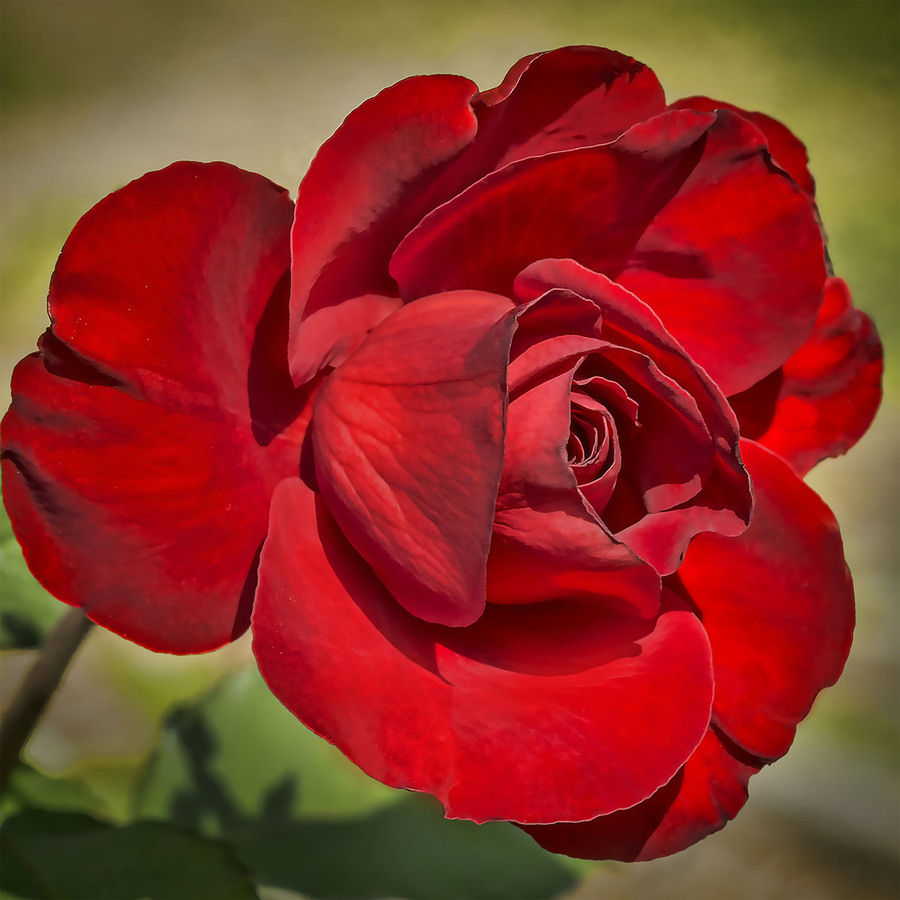 Red Tea Rose  Print