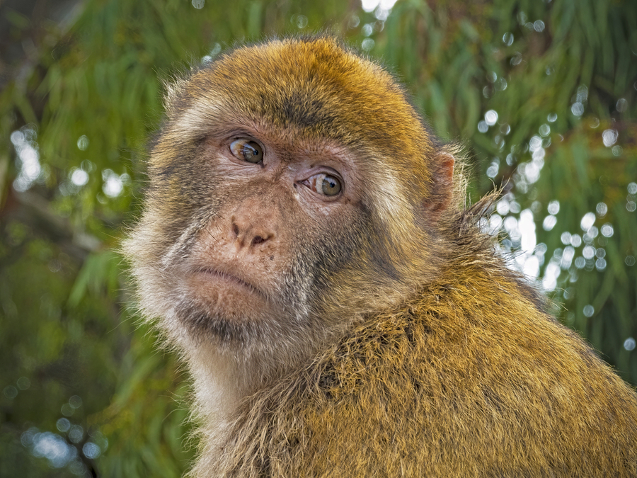 Barbary Macaques Monkey  Print