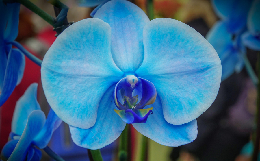Blue Orchid  Print