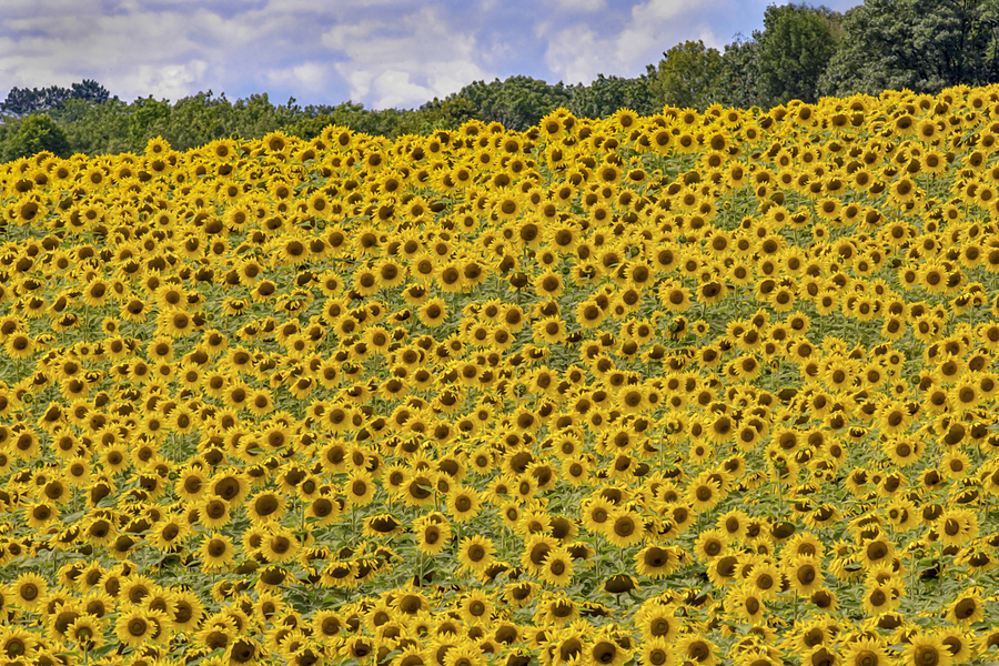 Sunflower field  Print