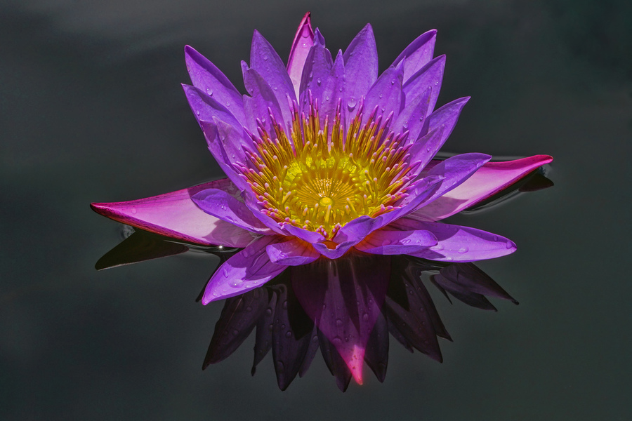 Purple pond Lilly  Print