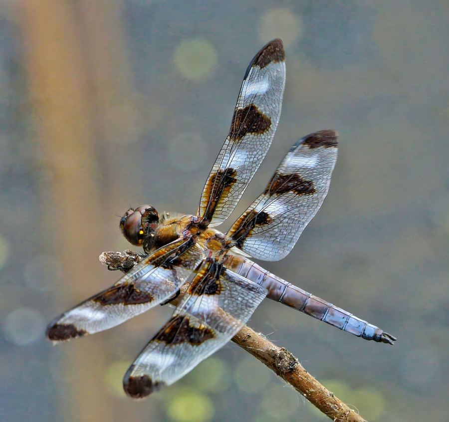 12-spot skimmer dragonfly  Print