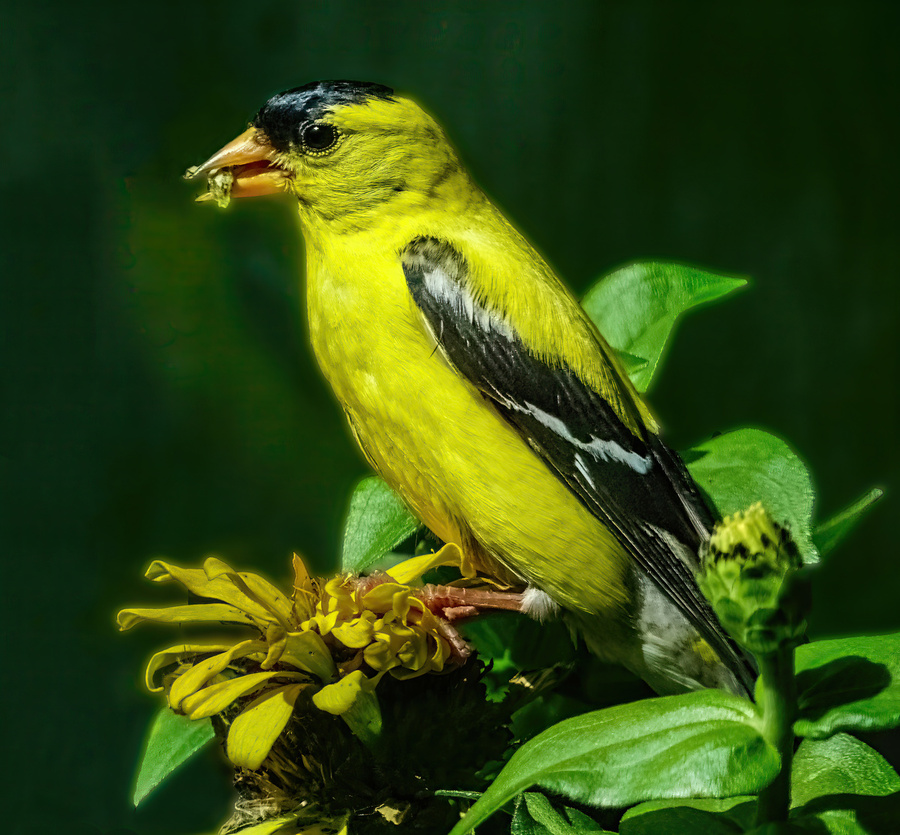 Goldfinch Feeding  Print