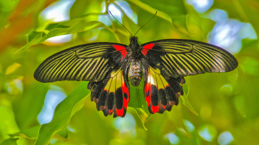 Scarlet Swallowtail Butterfly  Print