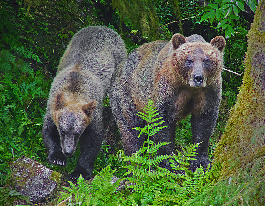 Alaskan Grizzly Bears  Print