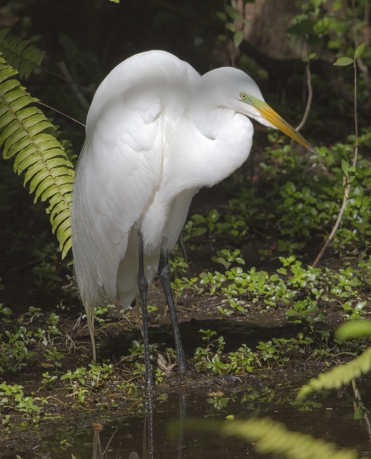 Egret in the Everglades  Print
