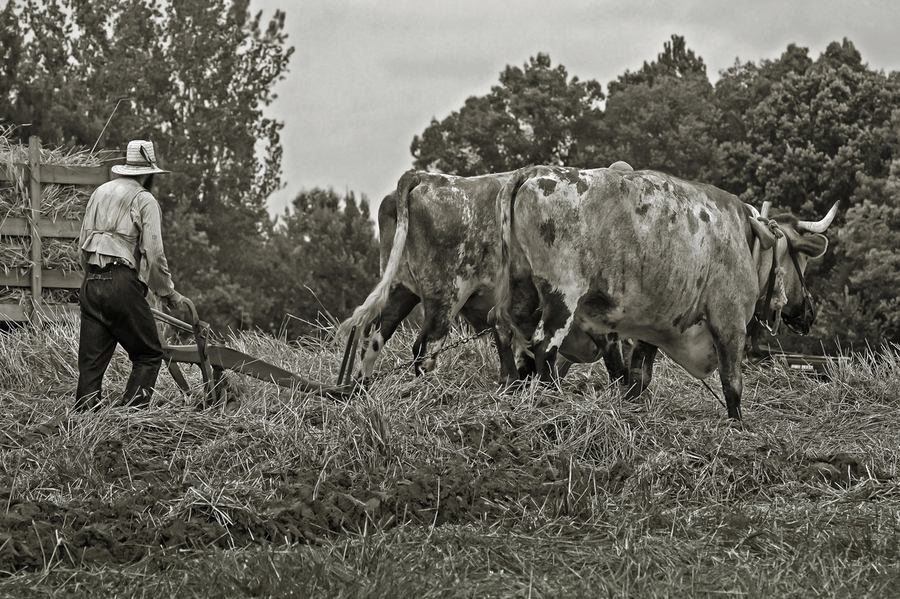 Farming with Oxen   Print