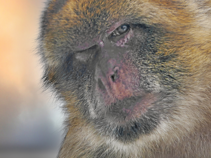 Barbary Macaques monkey  Print