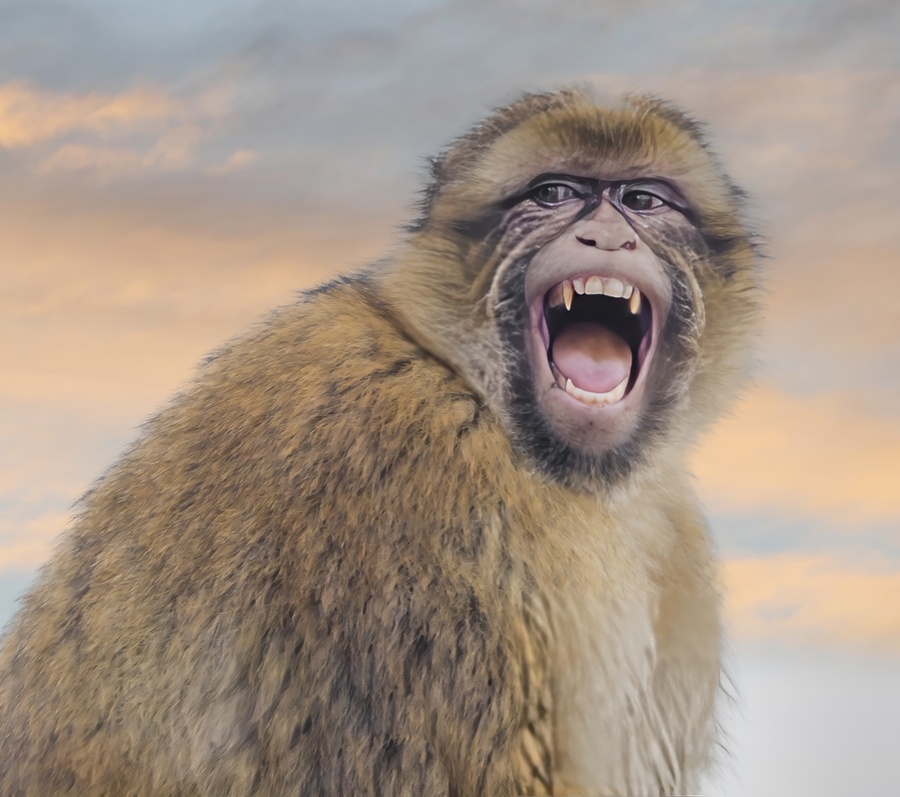  Barbary Macaques Monkey  Print