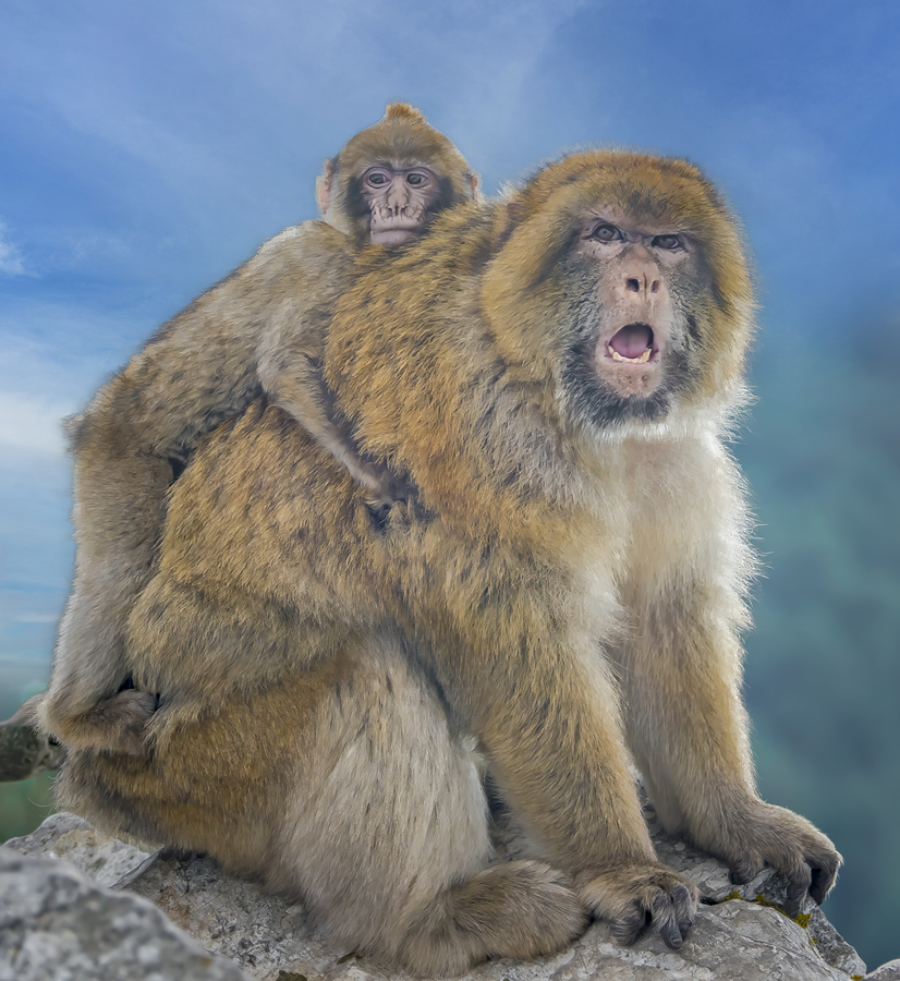 Barbary Macaques monkey  Print