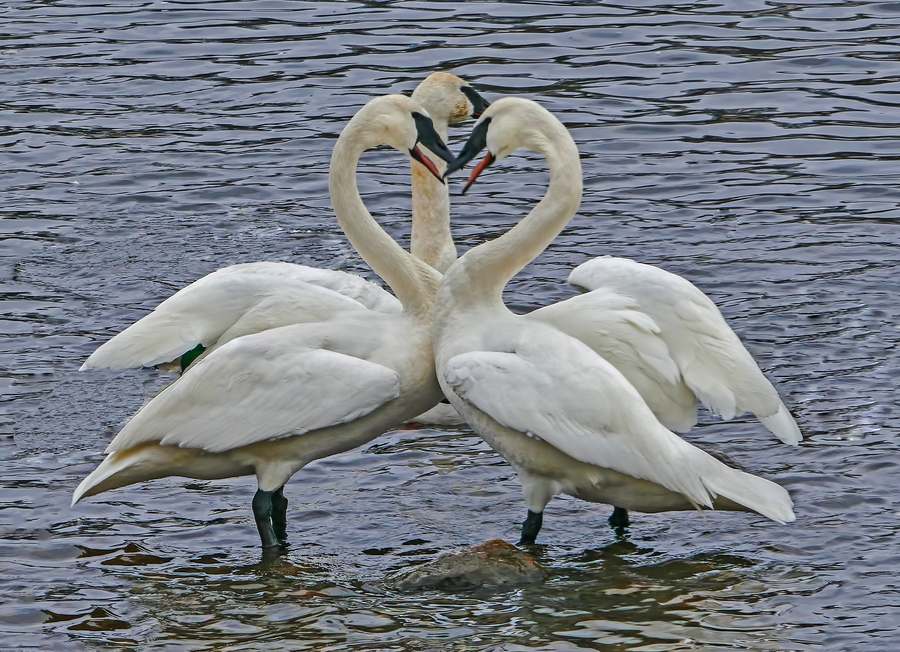 Hearty Swans  Print