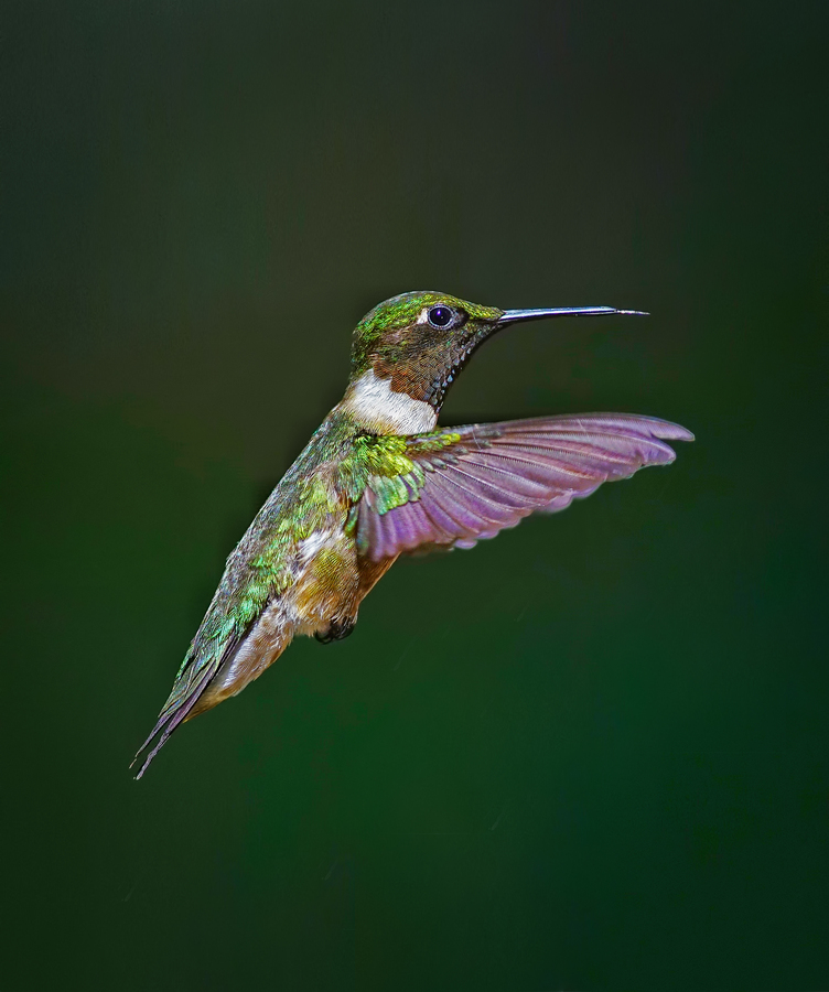 Ruby-throated hummingbird  Print