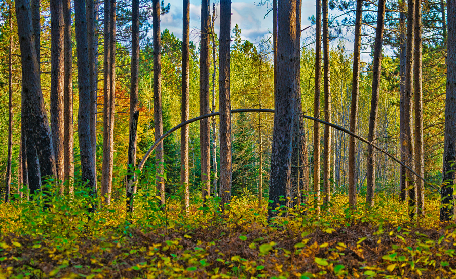 Bent tree in the forest   Print