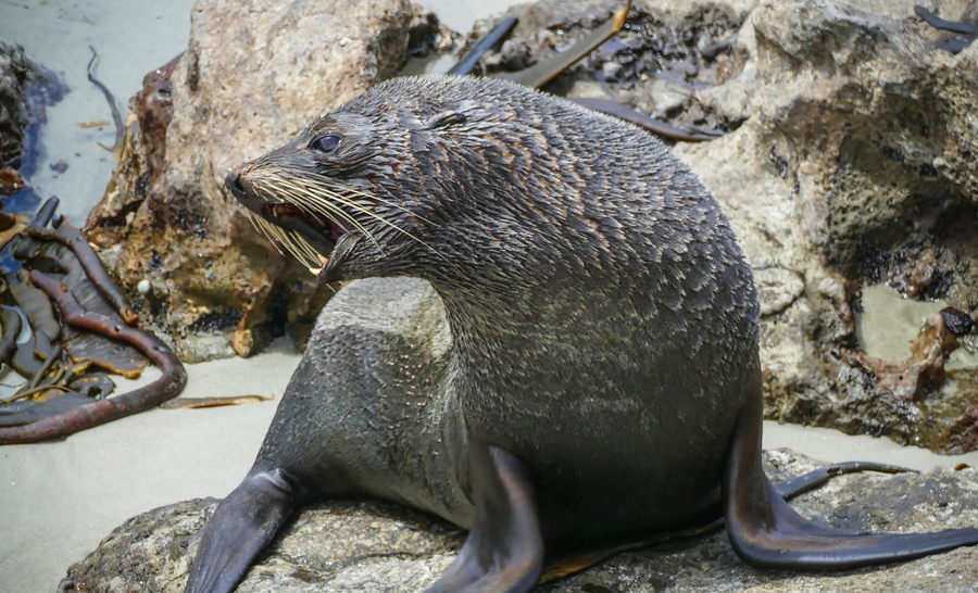 New Zealand fur seals  Print