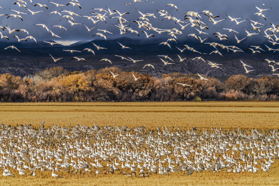 Migration of the birds  Print