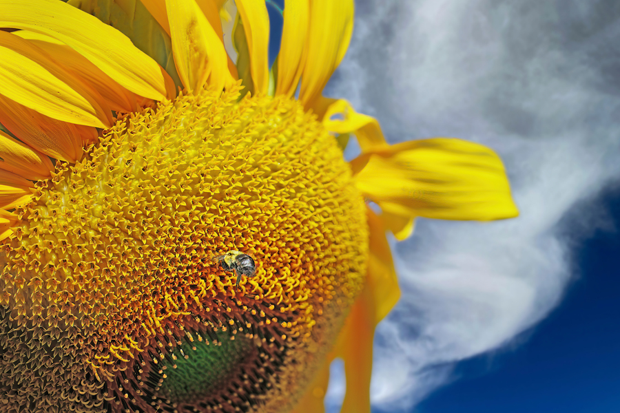 Bee on sunflower  Print