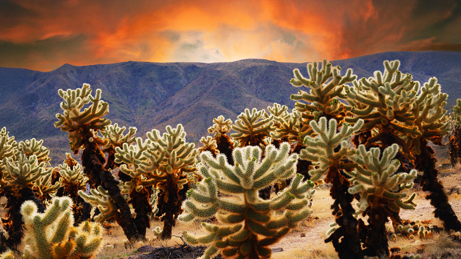 Prickly teddybear cholla  Print
