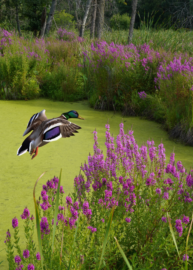 Mallard in flower pond  Print