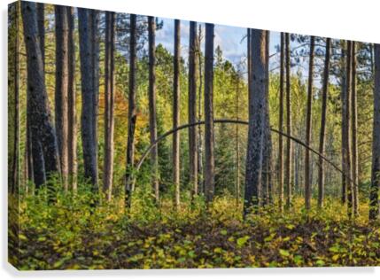 Stand of Trees  Impression sur toile