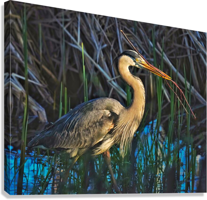 Heron in the morning  Canvas Print