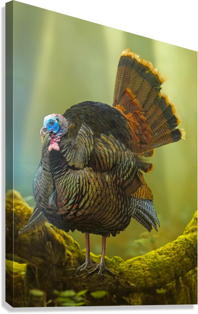 Turkey Gobbler Canvas Print
