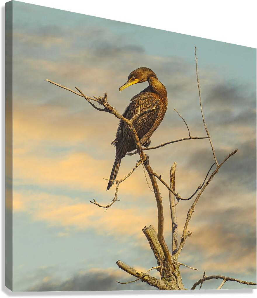 Cormorant at Dusk Canvas Print