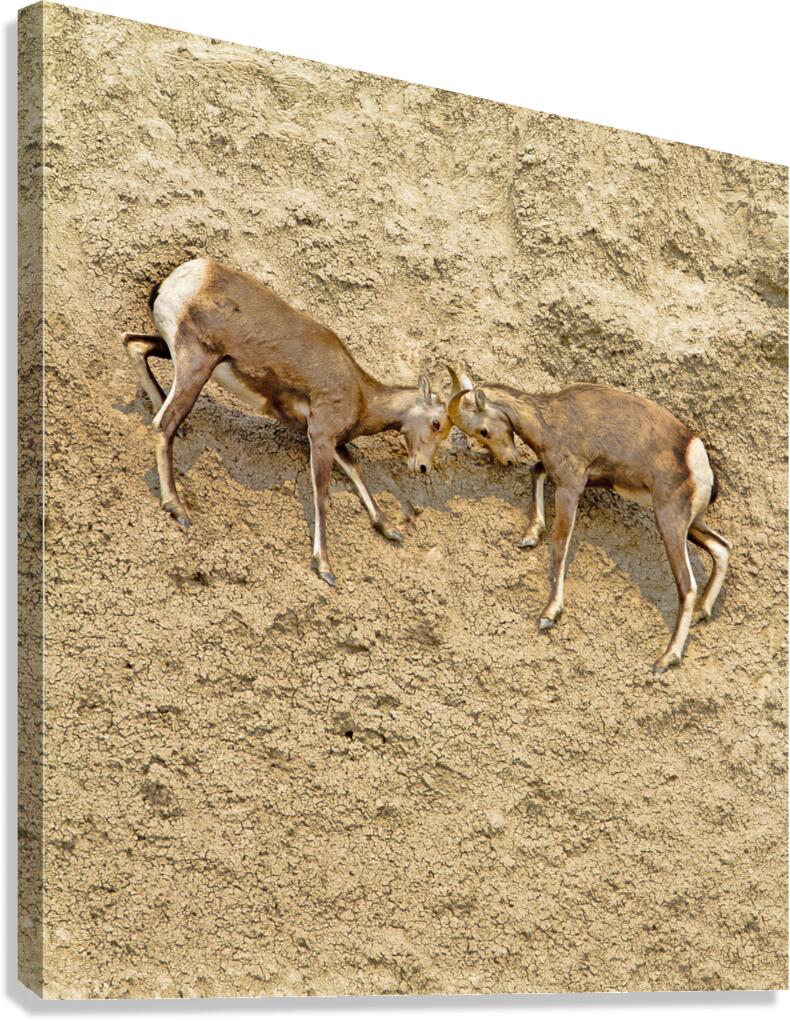 Jousting Big Horn Sheep Canvas Print