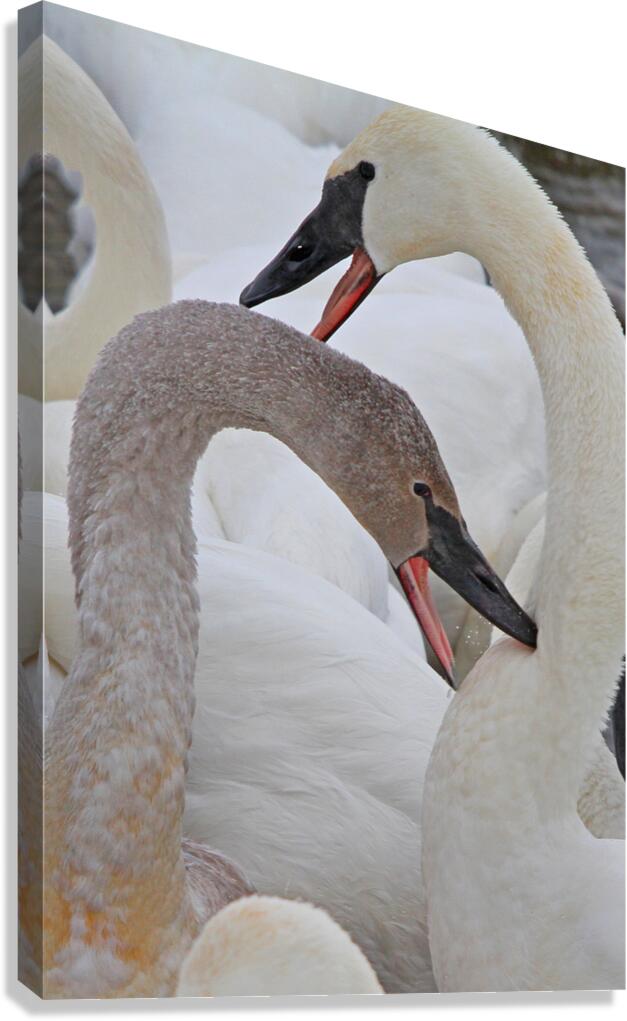Pecking Trumpets Canvas Print