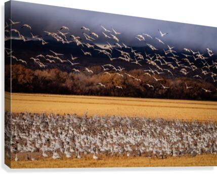 Snowbird Migration  Canvas Print