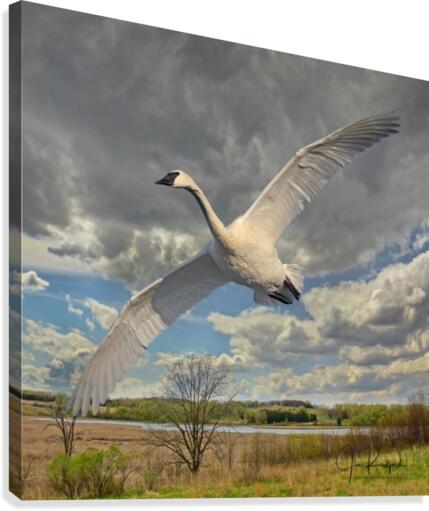 Swan on the Wing  Impression sur toile