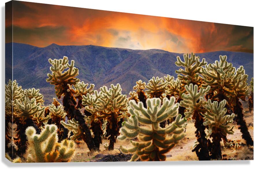 Prickly teddybear cholla Canvas Print