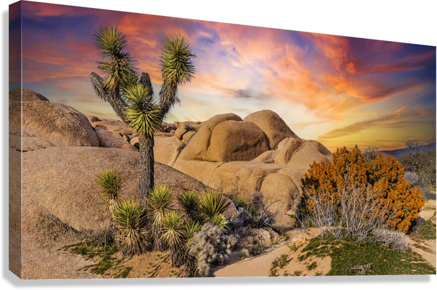 Joshua tree landscape Canvas Print
