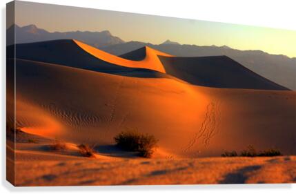 Mesquite Dunes at Dusk  Canvas Print