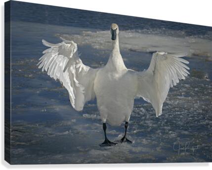 Embracing Swan