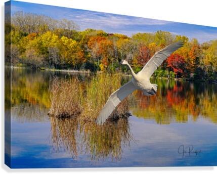 Landing Swan  Impression sur toile
