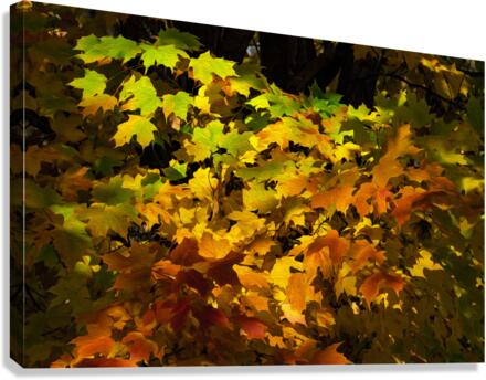 Fall Colors  Impression sur toile