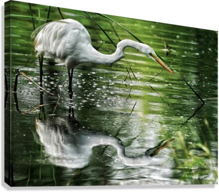 Feeding Egret  Impression sur toile