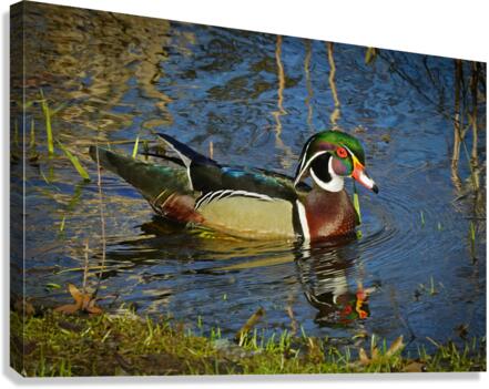Wood Duck in Minnesota  Impression sur toile