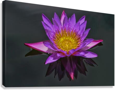 Purple pond Lilly  Impression sur toile
