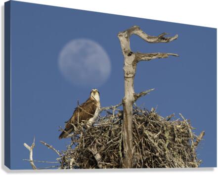 Nesting osprey  Impression sur toile