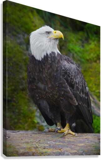 Bald eagle   Impression sur toile