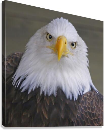 Bald eagle   Impression sur toile
