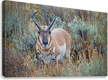 Pronghorn Antelope  Impression sur toile