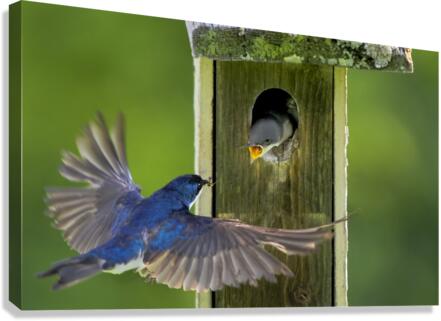 Tree swallows feeding  Canvas Print
