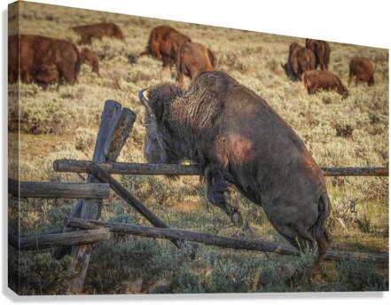 Bison leaping  Impression sur toile